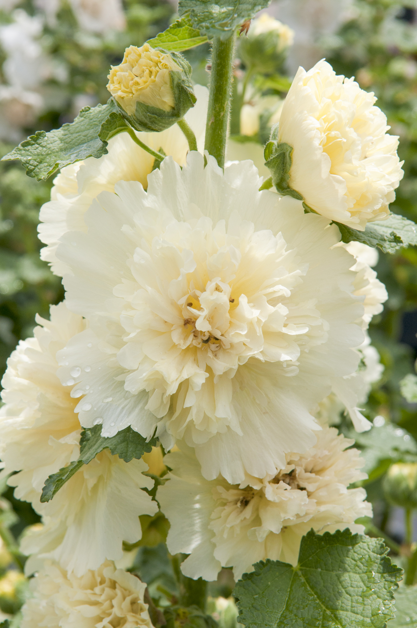Stokrose 'Spring Celebrities Lemon'